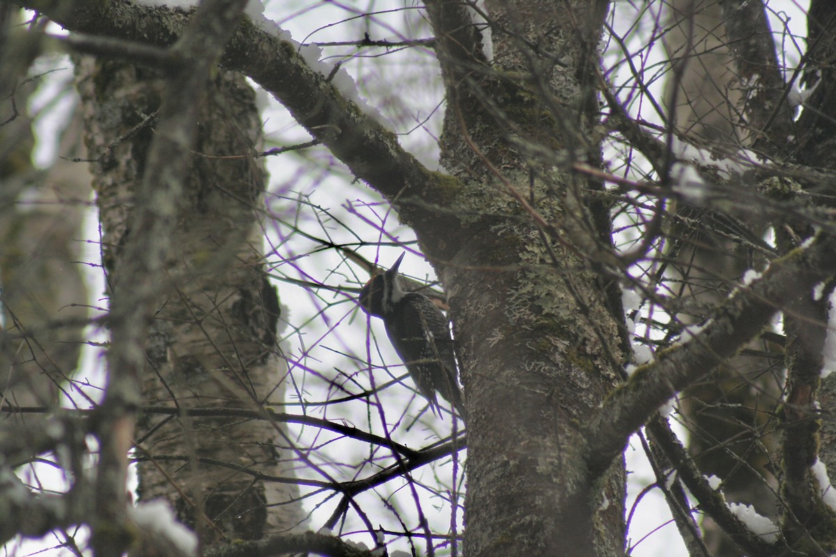 Black-backed Woodpecker - ML616171576