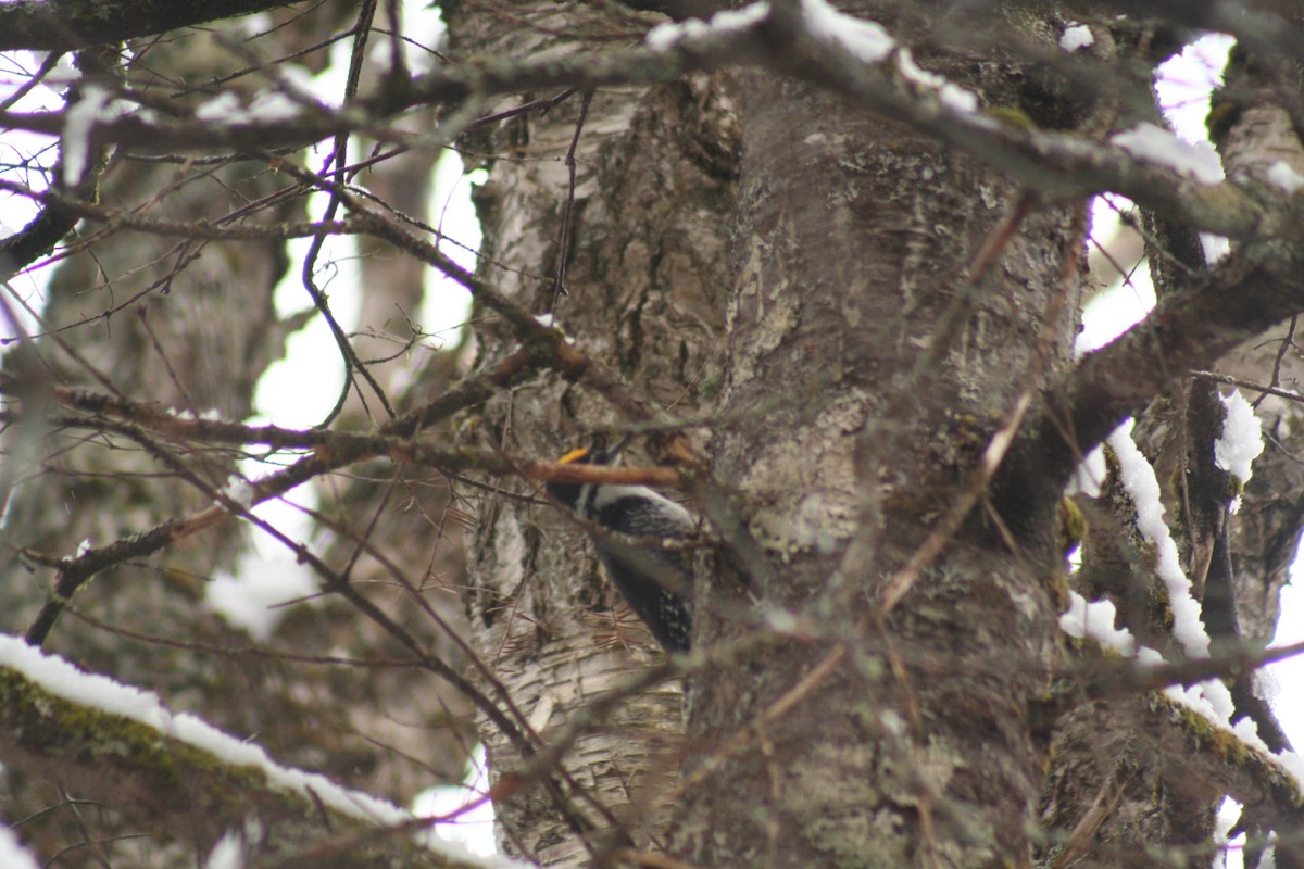 Black-backed Woodpecker - ML616171577