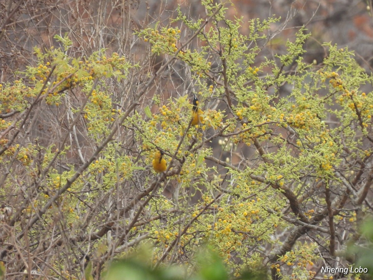 Black-vented Oriole - Nhering Daniel Ortiz Lobo