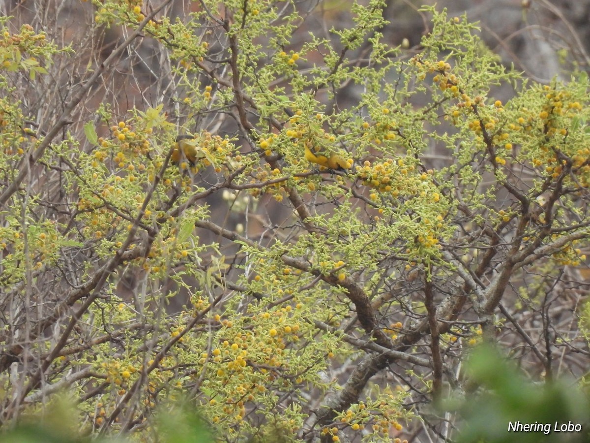 Black-vented Oriole - Nhering Daniel Ortiz Lobo