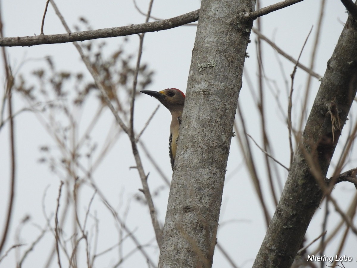 Golden-fronted Woodpecker - Nhering Daniel Ortiz Lobo