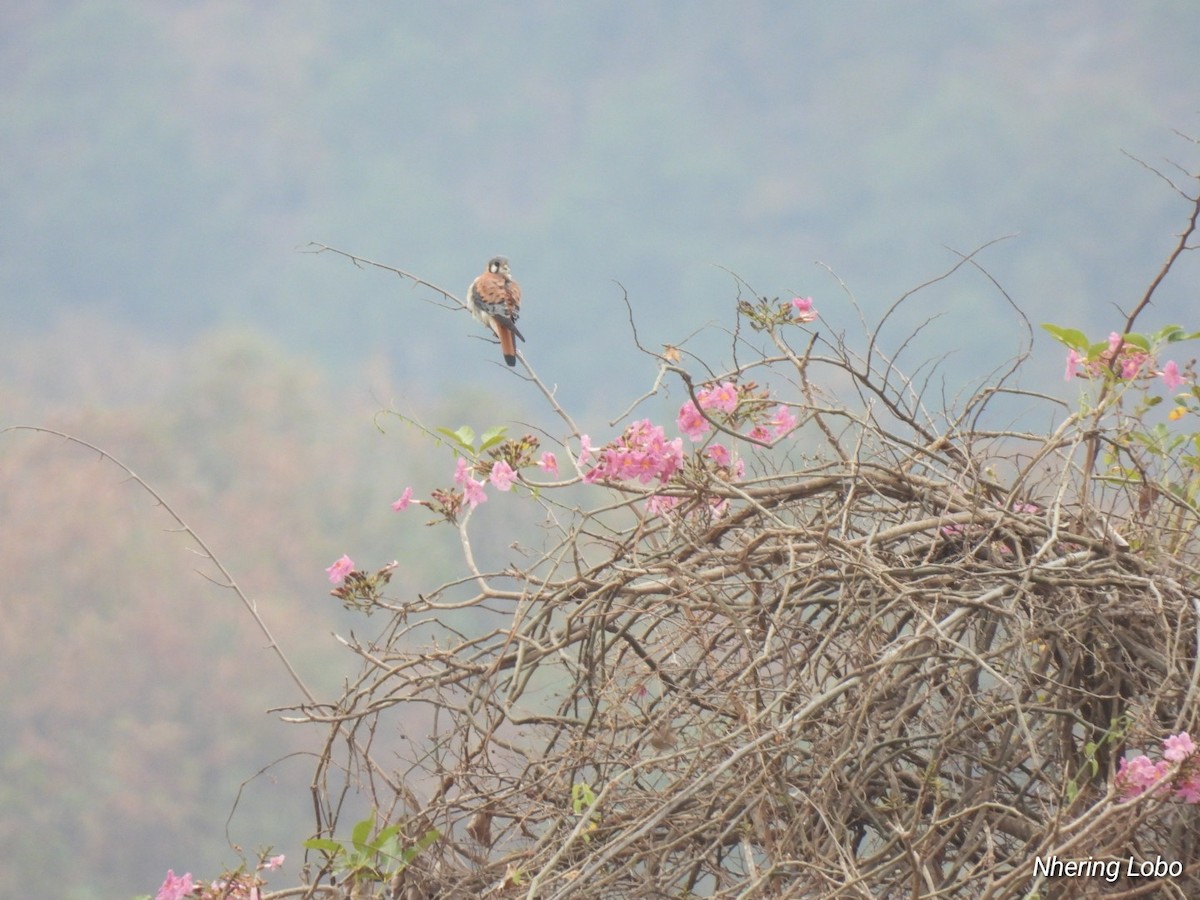 American Kestrel - Nhering Daniel Ortiz Lobo