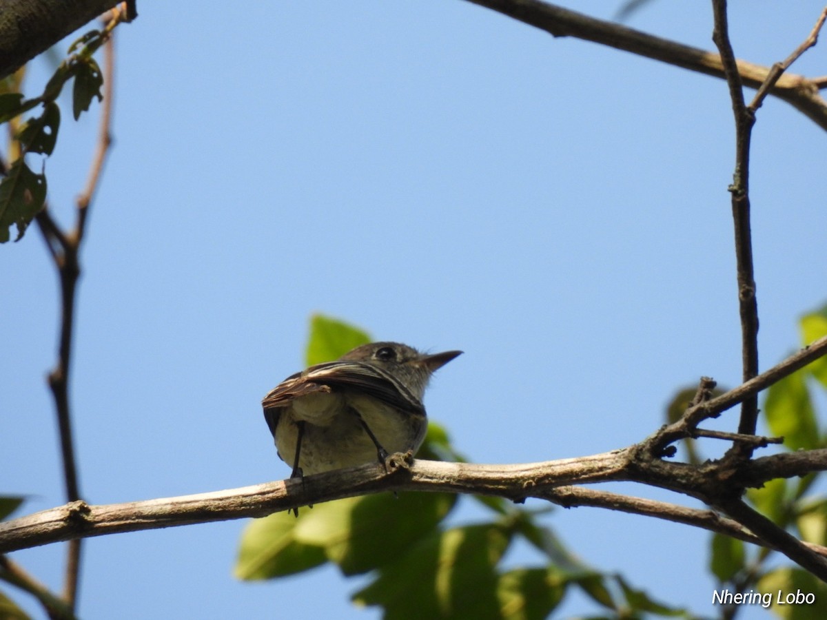 Least Flycatcher - ML616171743