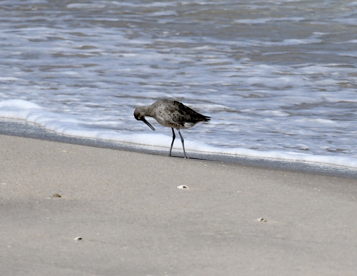 Willet - ML616171752