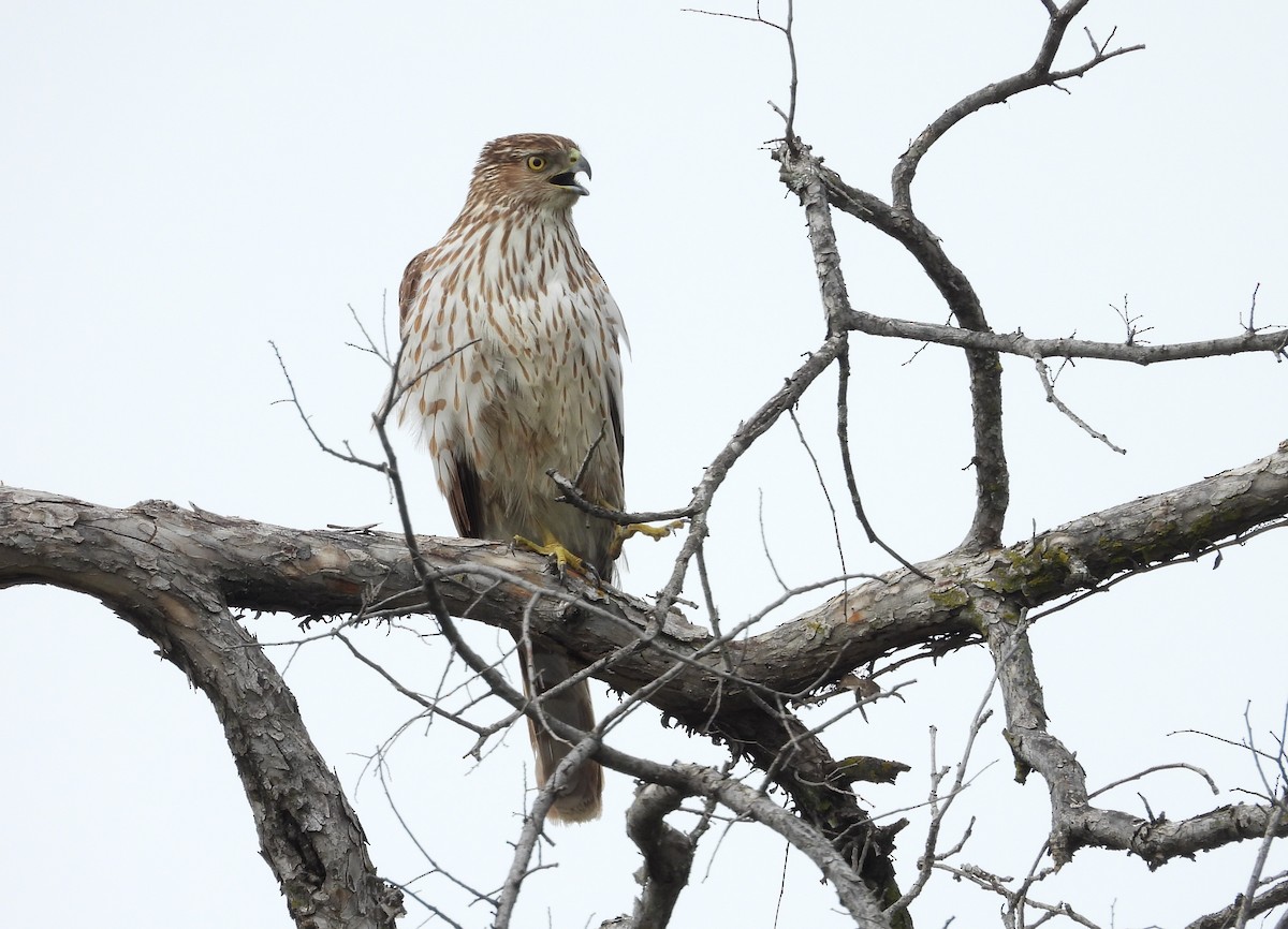 Cooper's Hawk - ML616171753