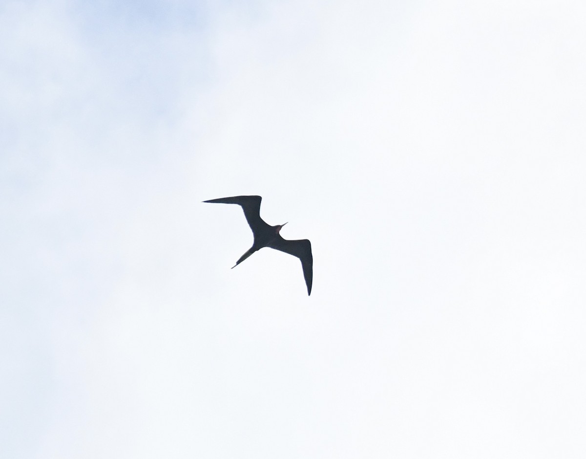 Magnificent Frigatebird - ML616171763