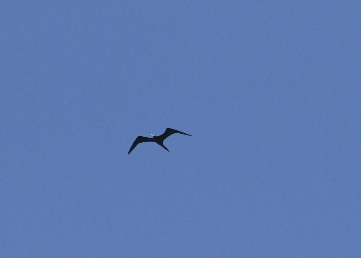 Magnificent Frigatebird - ML616171764
