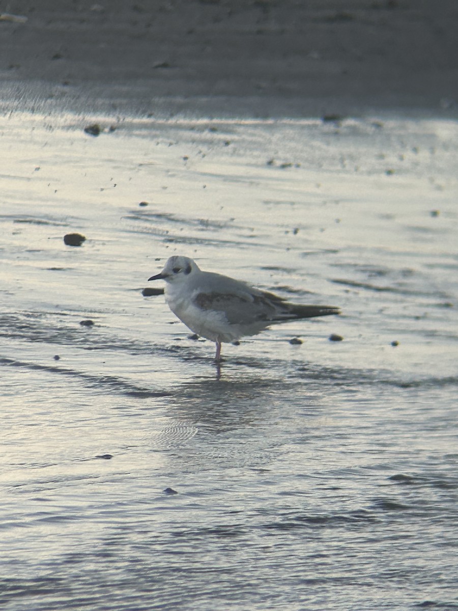 Bonaparte's Gull - ML616171803