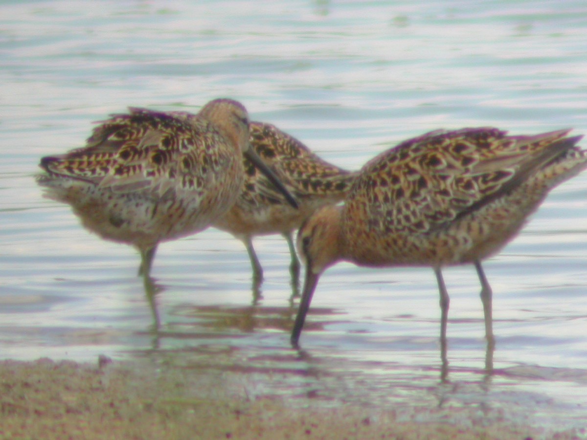 Short-billed Dowitcher - Doug Faulkner