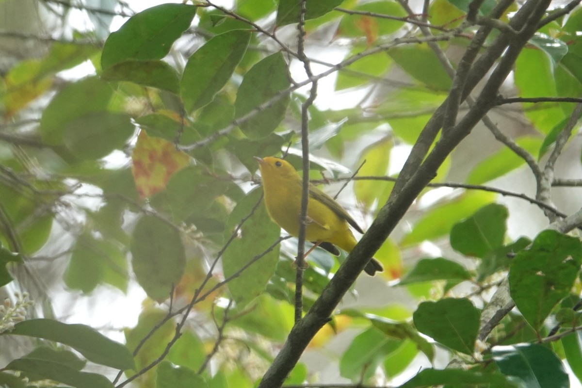 Wilson's Warbler - ML616171813