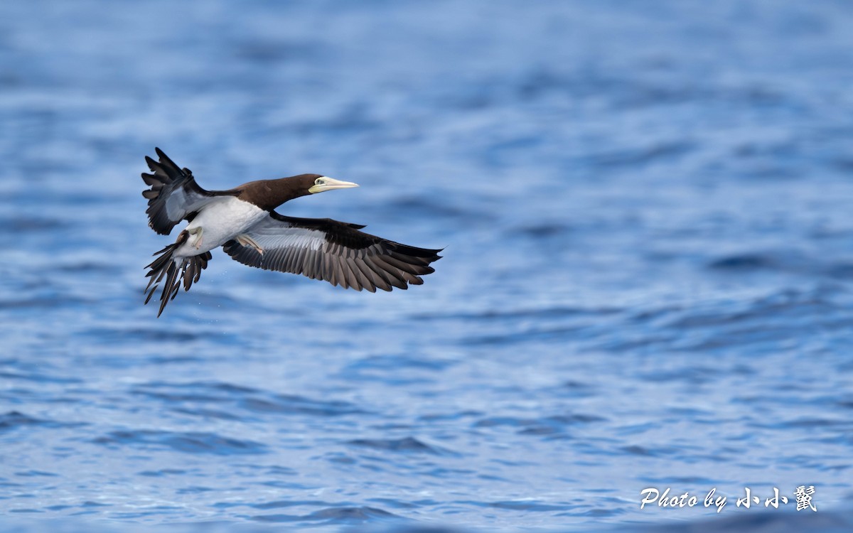 Brown Booby - Hanyang Ye