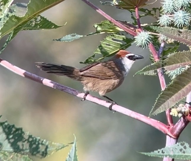 Chestnut-capped Babbler - ML616171820