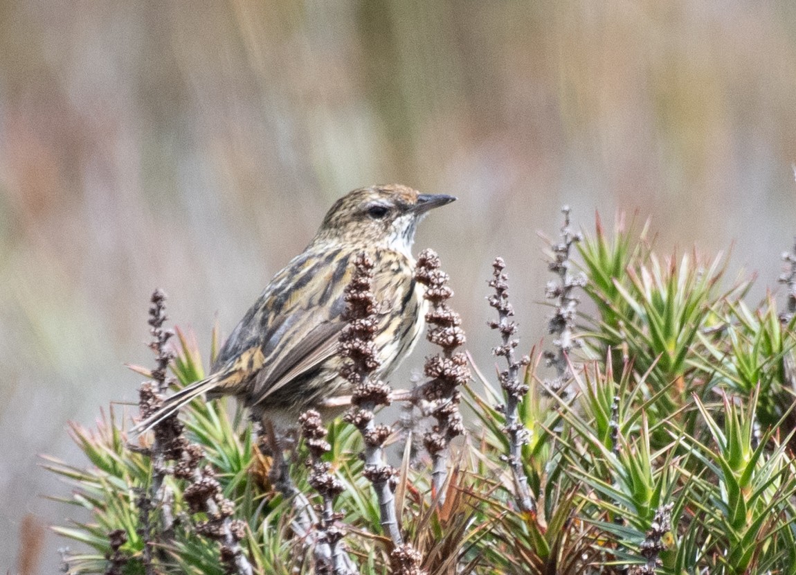 Striated Fieldwren - ML616171838