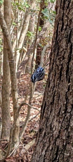 Black-and-white Warbler - ML616171850