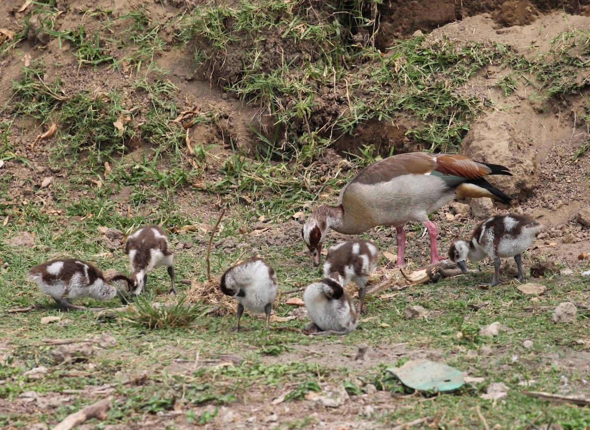 Egyptian Goose - ML616171879