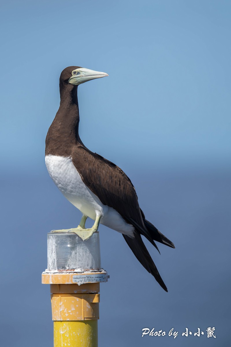 Brown Booby - Hanyang Ye