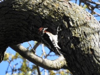 Red-naped x Red-breasted Sapsucker (hybrid) - ML616171915