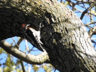 Red-naped x Red-breasted Sapsucker (hybrid) - ML616171917