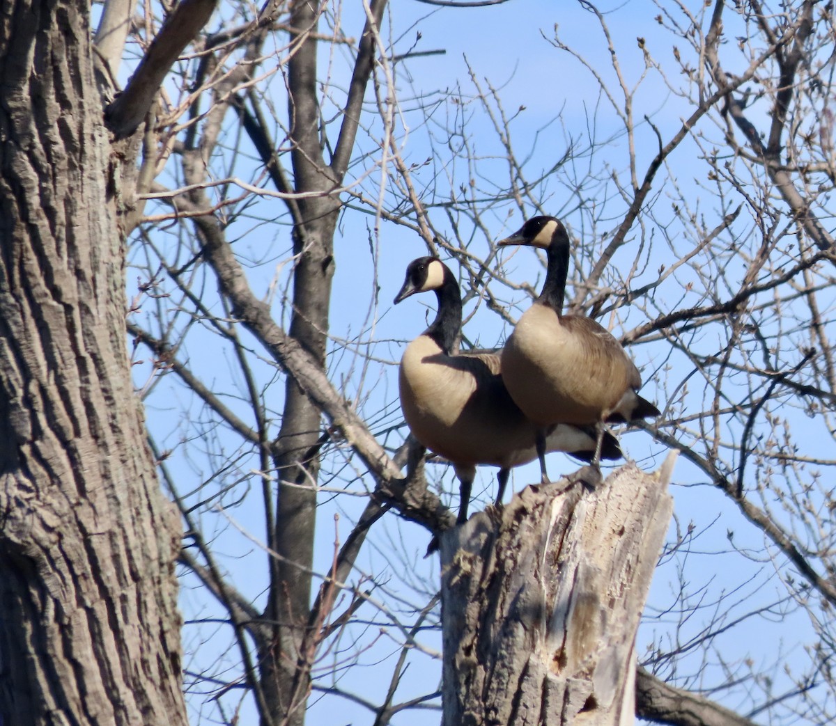 Canada Goose - ML616171920