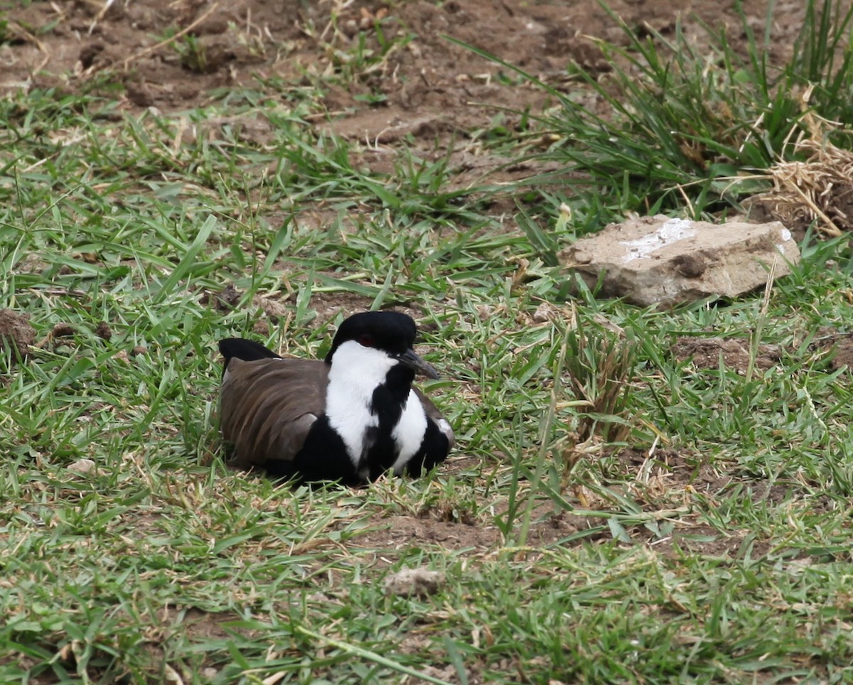 Spur-winged Lapwing - ML616171964