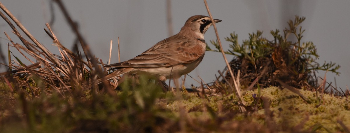 Horned Lark - ML616171965