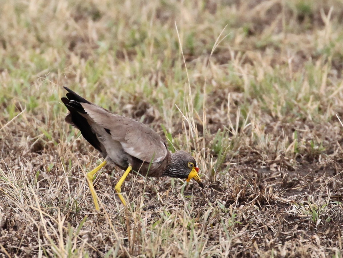 Wattled Lapwing - ML616171985