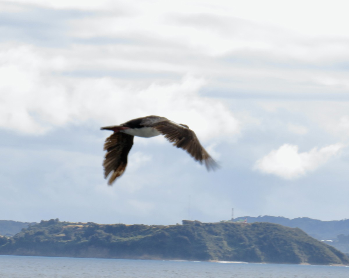 Peruvian Pelican - Sally Bergquist