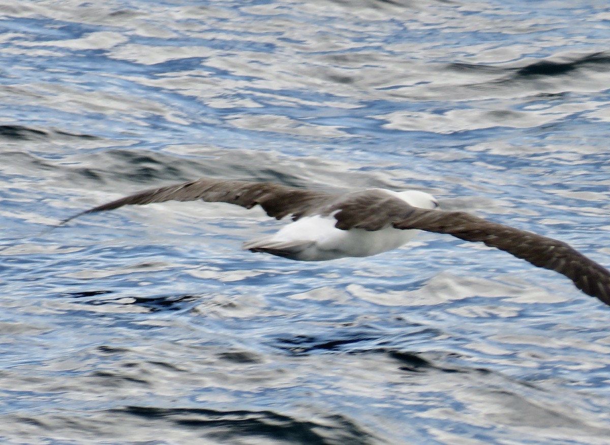 Чернобровый альбатрос - ML616172027