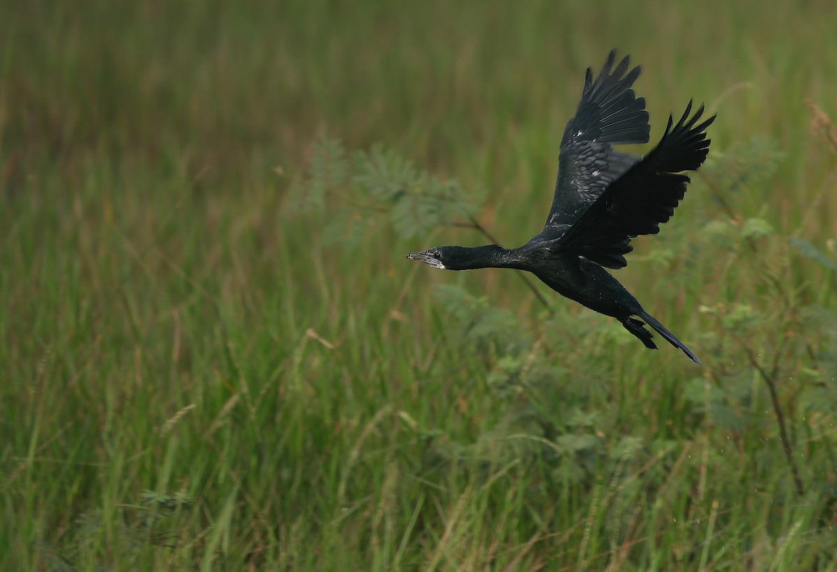 Little Cormorant - Thomas Galewski