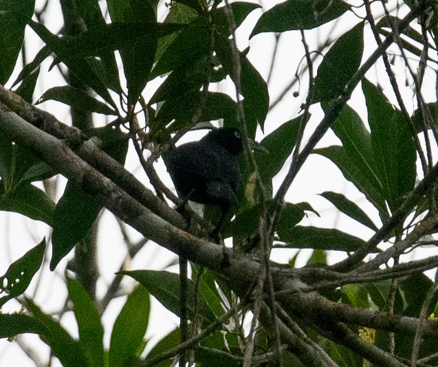 Scarlet-rumped Cacique - ML616172064