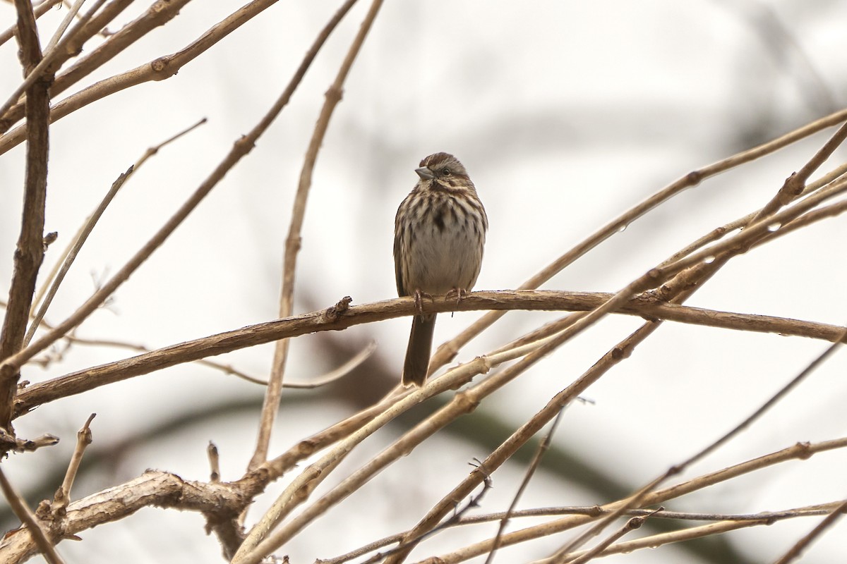 Song Sparrow - ML616172097