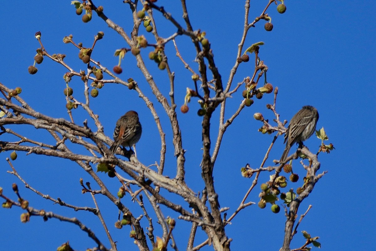 House Finch - ML616172108