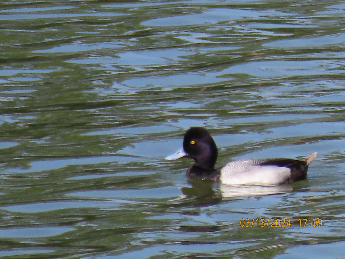 Lesser Scaup - Barry Southard
