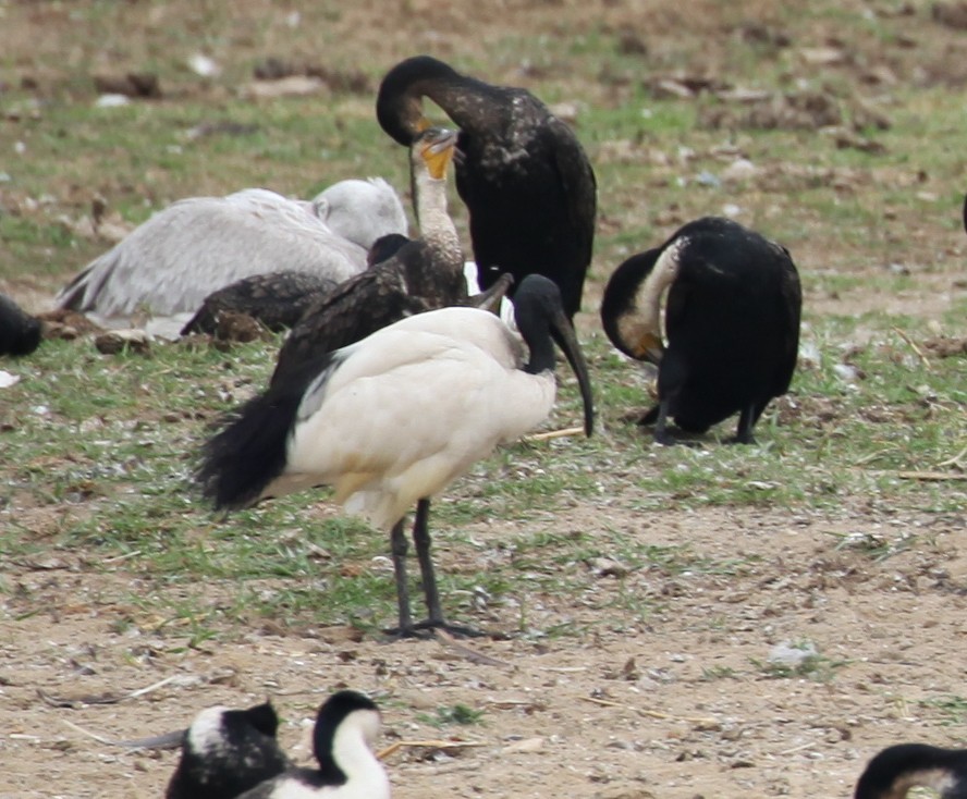 African Sacred Ibis - ML616172155