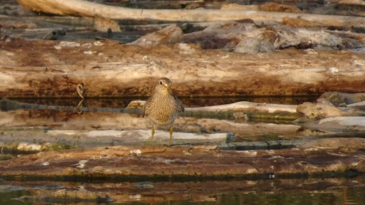 Graubrust-Strandläufer - ML616172189