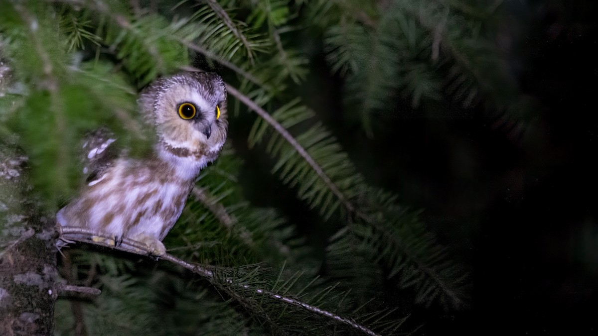 Northern Saw-whet Owl - ML616172195