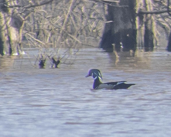 Wood Duck - ML616172229