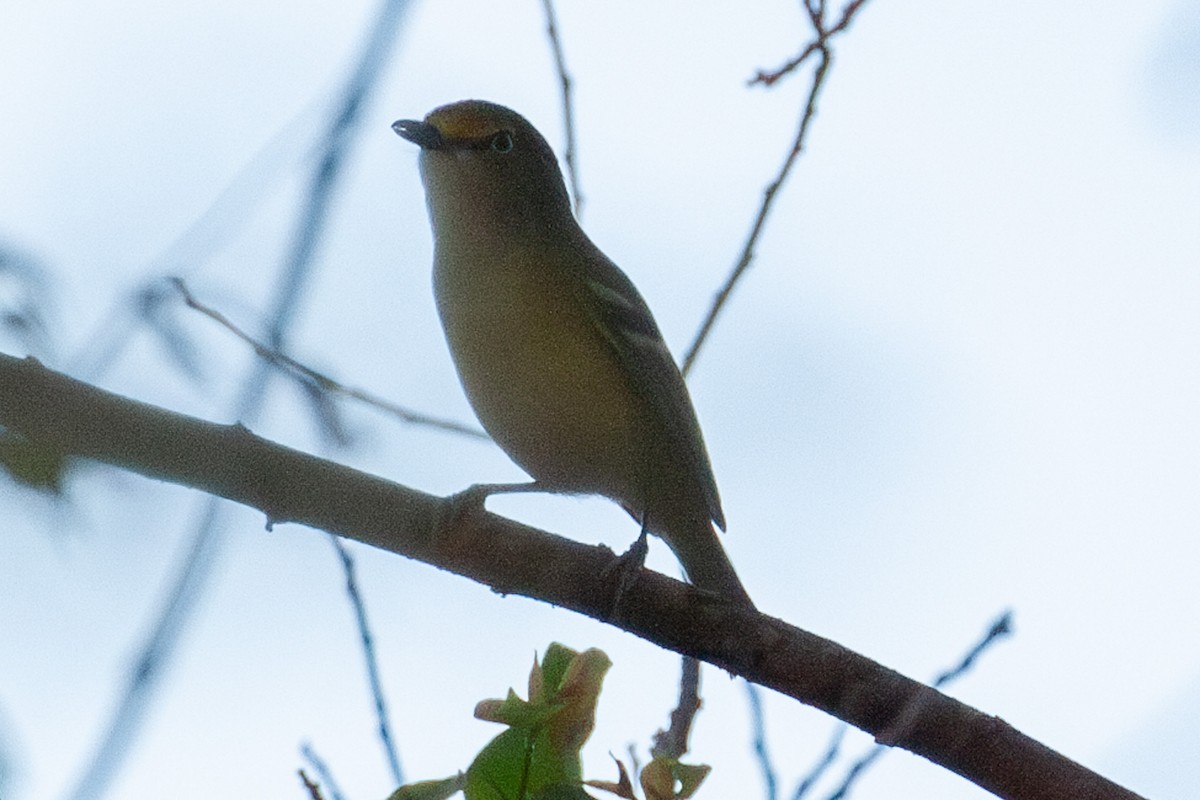 Weißaugenvireo - ML616172234