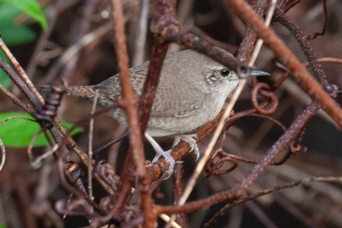 House Wren - ML616172253