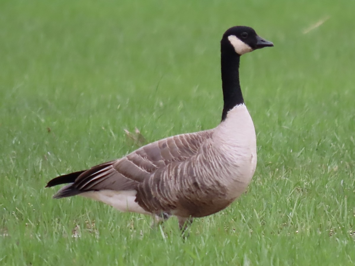 Cackling Goose - ML616172274