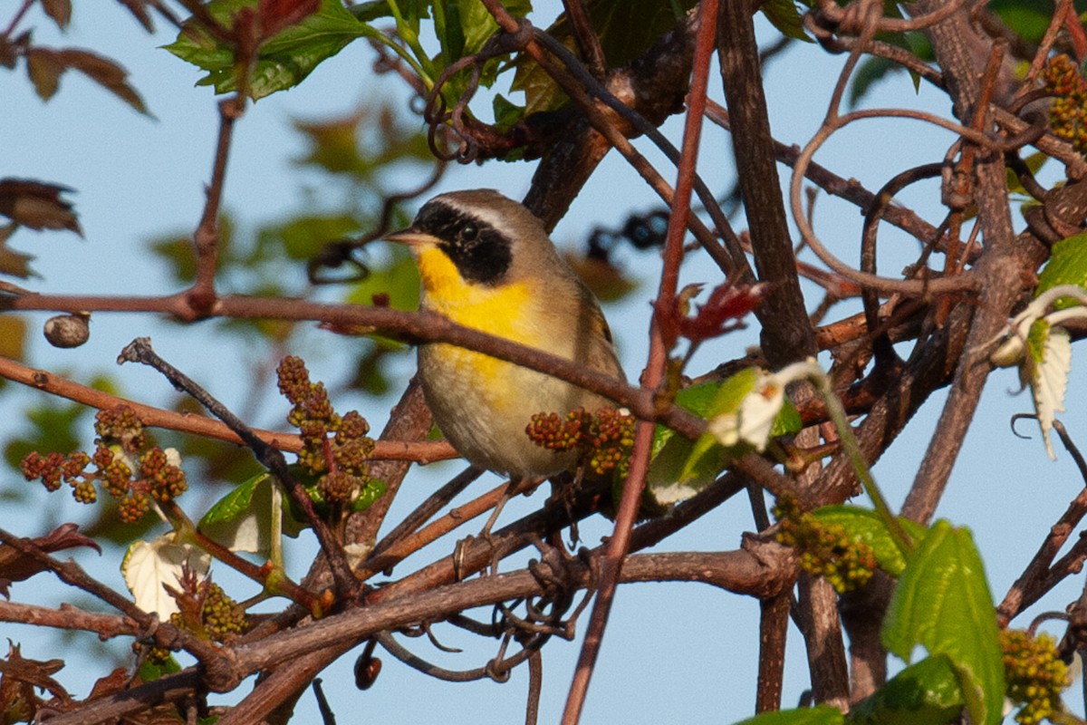 Common Yellowthroat - ML616172277