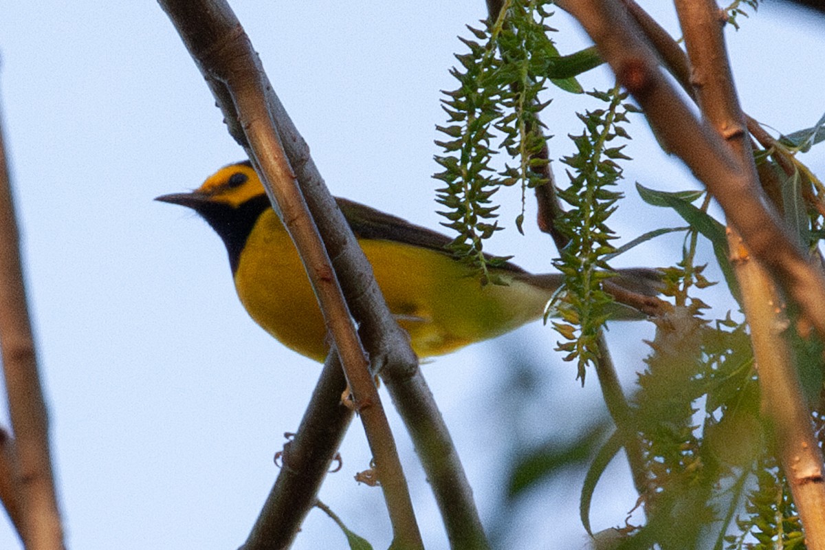 Hooded Warbler - ML616172289