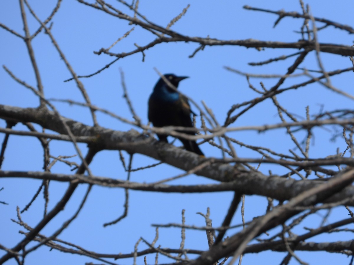 Common Grackle - ML616172315