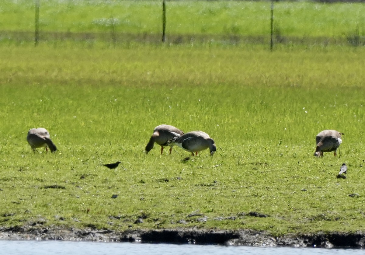 Greater White-fronted Goose - ML616172341