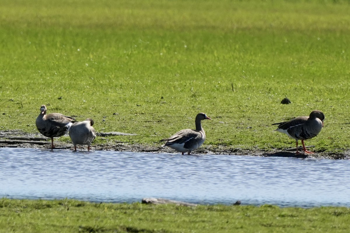 Greater White-fronted Goose - ML616172348