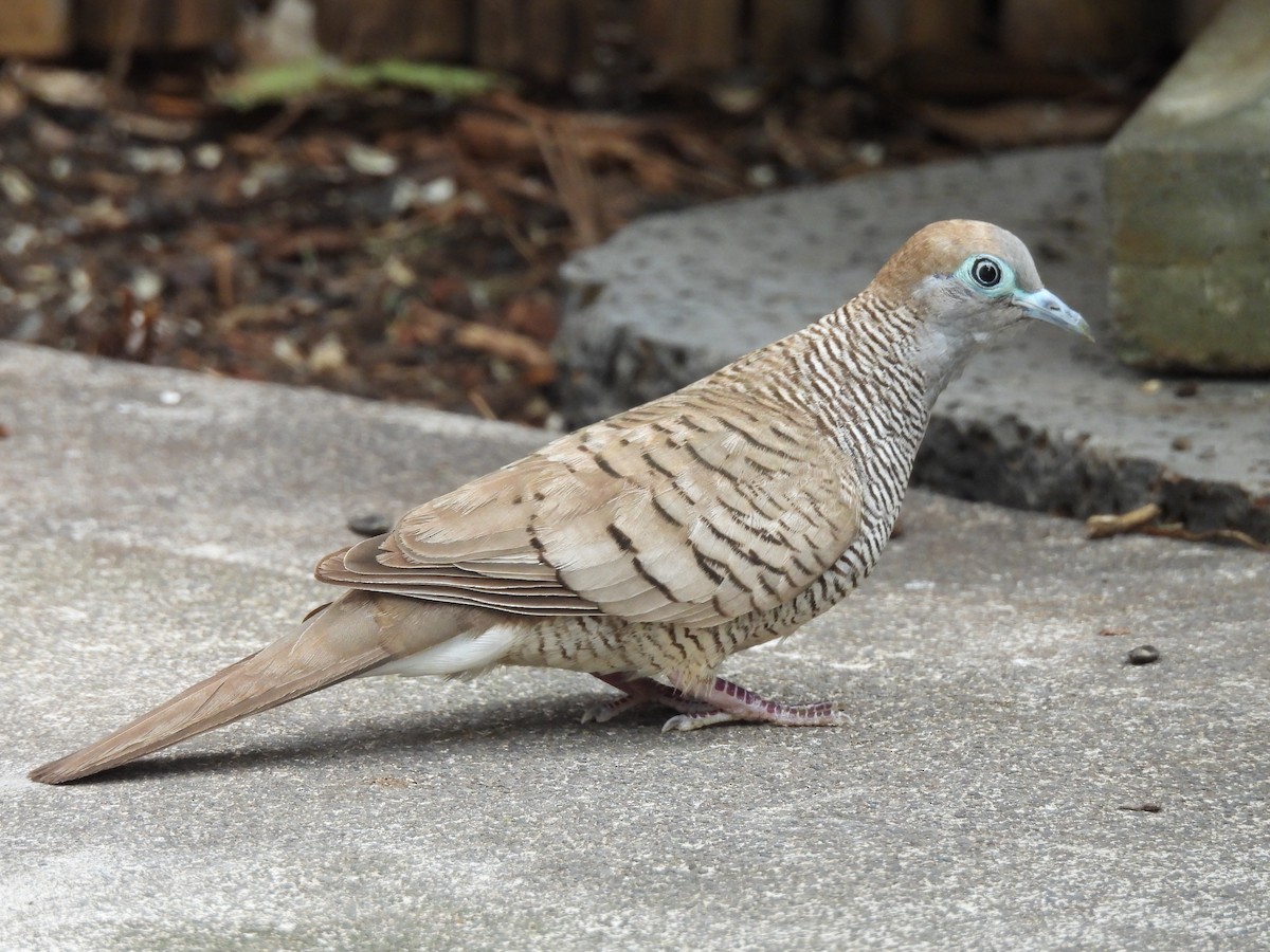 Zebra Dove - ML616172363