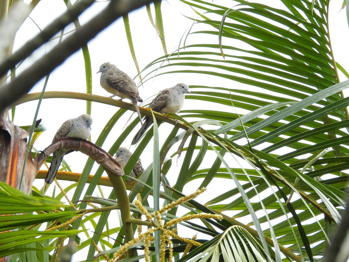 Zebra Dove - ML616172364