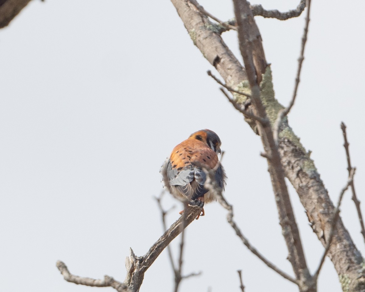 American Kestrel - ML616172403