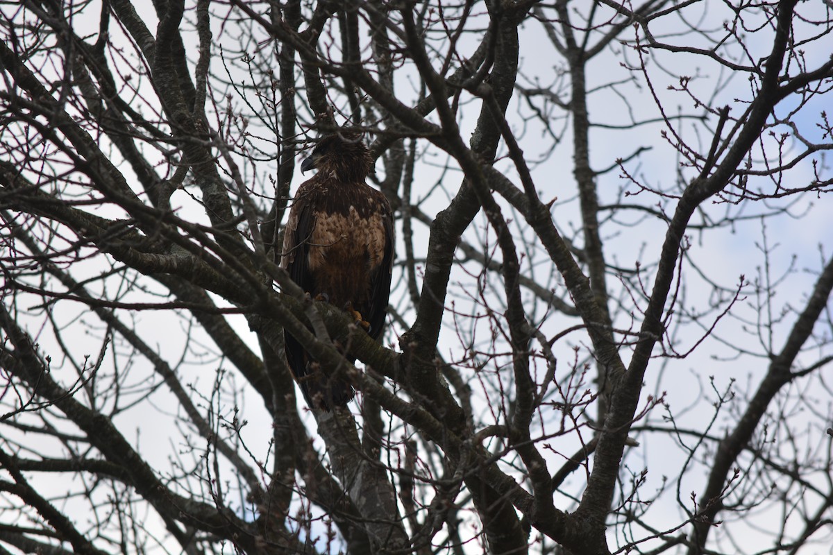 Weißkopf-Seeadler - ML616172452