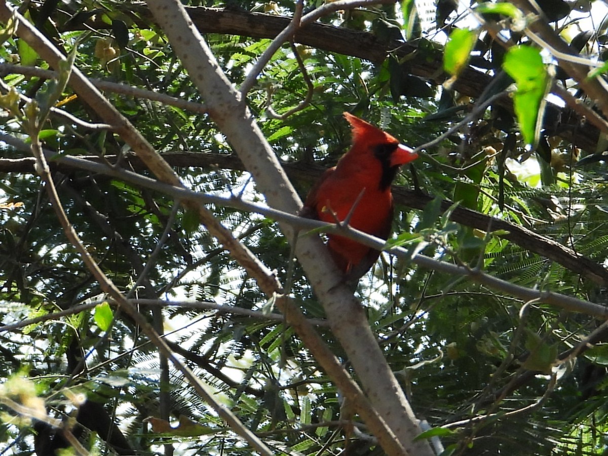 Northern Cardinal - ML616172471